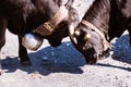 Close-up of Herens cattle fighting