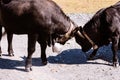 Close-up of Herens cattle fighting