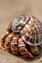 Close-up of a Hermit Crab in a Shell on the Sand: Tropical Beach Life Royalty Free Stock Photo