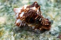 Close-up of hermit crab Calcinus laevimanus