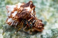 Close-up of hermit crab Calcinus laevimanus