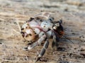 CLOSE UP OF HERMIT CRAB CRAWLING ON WOOD GRAIN