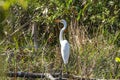 Close up of a heron in the swamps of the Everglades in Florida taken during the day Royalty Free Stock Photo