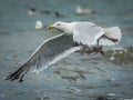 Close-up of a herring gull (Larus argentatus) flying on the seashore Royalty Free Stock Photo