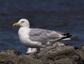 Close-up of a herring gull (Larus argentatus) resting on the seashore Royalty Free Stock Photo