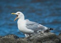 Close-up of a herring gull (Larus argentatus) resting on the seashore Royalty Free Stock Photo