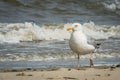 Close-up of a herring gull (Larus argentatus) walking on the seashore on a sunny day Royalty Free Stock Photo