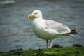 Close-up of a herring gull (Larus argentatus) walking on the seashore on a sunny day Royalty Free Stock Photo