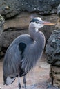 Great Blue Herron in Enclosure at Zoo