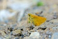 Hesperiidae butterfly