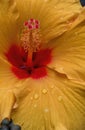 Close Up. Hibiscus at Centennial Park Conservatory