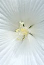 Close up of hibiscus center