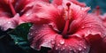 close-up hibiscus with drops water wallpaper. Created with AI tools Royalty Free Stock Photo