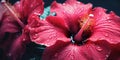 close-up hibiscus with drops water wallpaper. Created with AI tools Royalty Free Stock Photo