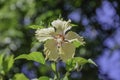 close up of Hibiscus flower Royalty Free Stock Photo