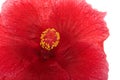 Close up on hibiscus flower isolated Royalty Free Stock Photo