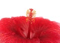 Close up on hibiscus flower stamen isolated on white Royalty Free Stock Photo