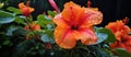 Close up of a hibiscus flower with water drops, a beautiful sight for an event Royalty Free Stock Photo