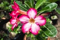 Close up,Hibiscus flowers in side garden Royalty Free Stock Photo