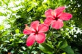 Close up,Hibiscus flowers in side garden Royalty Free Stock Photo