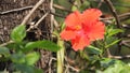 Close up of Hibiscus rosa-sinensis