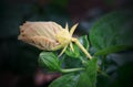 Close up of Hibiscus Rosa Sinensis flower buds,  also known as Chinese Hibiscus, China Rose or Rose Mallow Royalty Free Stock Photo