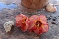 Close-up of Hibiscus Rosa-Sinensis flowers on wooden table. Chinese hibiscus with decoration of water drops on table China rose. Royalty Free Stock Photo