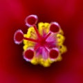Close up of Hibiscus rosa-sinensis, known colloquially as Chinese hibiscus is widely grown as an ornamental plant. Royalty Free Stock Photo
