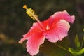 A close-up Hibiscus Rosa-Sinensis and water drops.