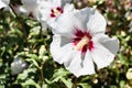 Close up of Hibiscus syriacus