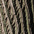 Close-up of hickory tree bark (Carya genus) featuring deep, diamond-shaped ridges Royalty Free Stock Photo