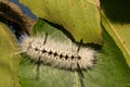 Hickory Tussock Moth Caterpillar