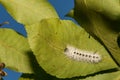 Hickory Tussock Moth Caterpillar Royalty Free Stock Photo