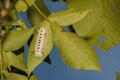 Hickory Tussock Moth Caterpillar Royalty Free Stock Photo