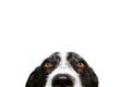 Close-up hide attentive border collie puppy dog. Isolated on white background background Royalty Free Stock Photo