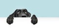 Close-up  hide black labrador dog looking up giving you whale eye hanging over a blank sign with room for text. Isolated on Royalty Free Stock Photo