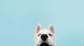 Close-up hide husky dog with colored eyes and happy expression. Isolated on blue background Royalty Free Stock Photo