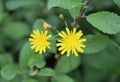 Hieracium canadense, commonly called Canadian hawkweed, narrowleaf hawkweed, or northern hawkweed