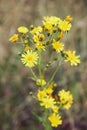 Close up of Hieracium canadense, commonly called Canadian hawkweed