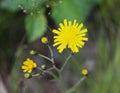 Hieracium canadense, commonly called Canadian hawkweed, narrowleaf hawkweed, or northern hawkweed