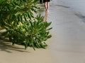 Close up high angle view of the clear sea water roll in to green trees on the sandy beach, blurry people legs walking with Royalty Free Stock Photo