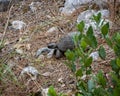 Close-up high-angle view of a Marginated tortoise on the ground