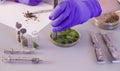 The scientist`s hands taking out samples from petri dish. Royalty Free Stock Photo