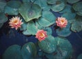 Close up high angle view to a mystic pond with blooming coral pink water lilies. Magical background with blossoming three lotus