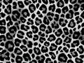 Close-up, high contrast, grayscale, leopard print pattern, seamless texture, graphic style, repeating patterns, black and white Royalty Free Stock Photo