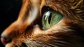 Close-up high-resolution photograph of a beautiful cats eye - macro photography for animal lovers