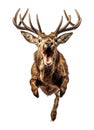 close-up high resolution photograph of wild deer with fangs, EikÃ¾yrnir,attacks, jumps towards the camera, angry animal grin,