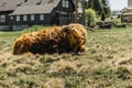 Close up of highland cattle in field.Highland Cow in a pasture looking at the camera rural house in the background.Hairy yak in