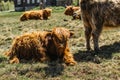 Close up of highland cattle in field.Highland Cow in a pasture looking at the camera rural house in the background.Hairy yak in