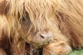 Close up highland Cattle